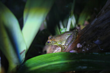 A Brown Tree Frog(Buergeria robusta) with smooth brown skin and a white granular belly on a log. The frog's limbs have horizontal bands and large toe pads. New Taipei City, Taiwan.
