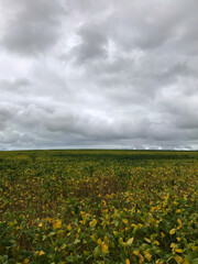 Fototapeta premium soil field