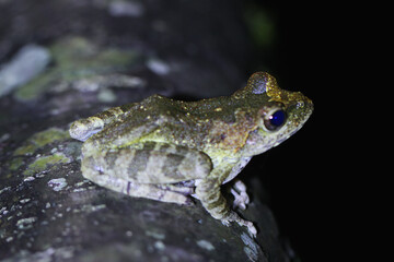 A close-up of a Swinhoe's Frog(Odorrana swinhoana)  with a green and brown spotted back on a rock. The frog's smooth skin has small warts and granules. New Taipei City, Taiwan.