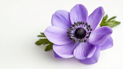 A single, delicate purple anemone flower with a dark center, isolated on a white background.