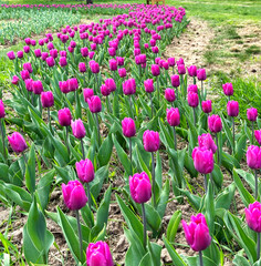 field of pink tulips