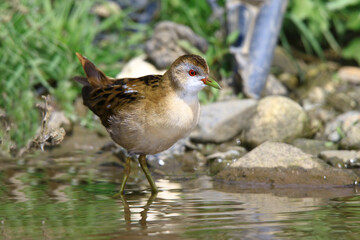 Wildlife - Birds. They live in little crake, all lakes and ponds with dense reed beds and fresh water. They feed on various aquatic plants, plant seeds and various insects.