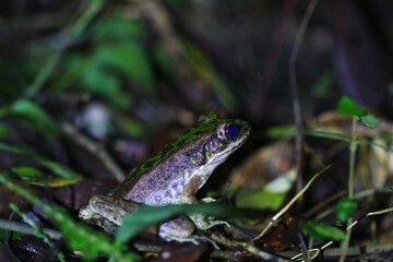 Swinhoe's frog (Odorrana swinhoana) in natural habitat. It has green and brown spots on its back, smooth skin with small warts, and light brown or green sides. New Taipei City, Taiwan.