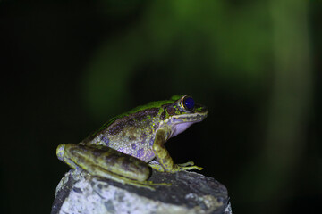 A close-up of a Swinhoe's Frog(Odorrana swinhoana)  with a green and brown spotted back on a rock. The frog's smooth skin has small warts and granules. New Taipei City, Taiwan.