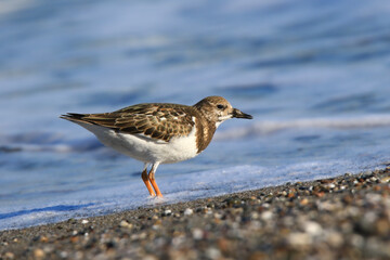 Wildlife - Birds. The ruddy turnstone (Arenaria interpres) is a migratory bird. It can be seen on the coasts along its migration route. It turns stones with its beak and feeds on insects underneath.