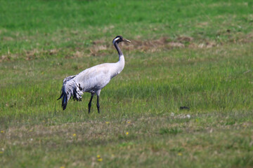 Obraz premium Wildlife - Birds. Common Cranes live in forest edges, agricultural areas, and areas with shallow water. They feed on small animals such as rodents, frogs, insects, and various vegetables and fruits.