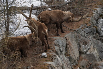 herd of steinbock capricorns grazing in Pontresina, Graubuenden, during summer. Ibex herd.