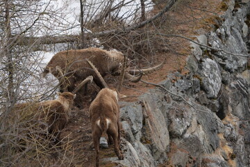 herd of steinbock capricorns grazing in Pontresina, Graubuenden, during summer. Ibex herd.