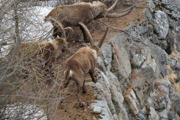 herd of steinbock capricorns grazing in Pontresina, Graubuenden, during summer. Ibex herd.