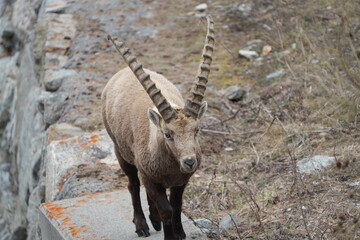 herd of steinbock capricorns grazing in Pontresina, Graubuenden, during summer. Ibex herd.