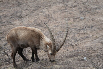 herd of steinbock capricorns grazing in Pontresina, Graubuenden, during summer. Ibex herd.