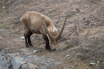 herd of steinbock capricorns grazing in Pontresina, Graubuenden, during summer. Ibex herd.
