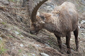 herd of steinbock capricorns grazing in Pontresina, Graubuenden, during summer. Ibex herd.