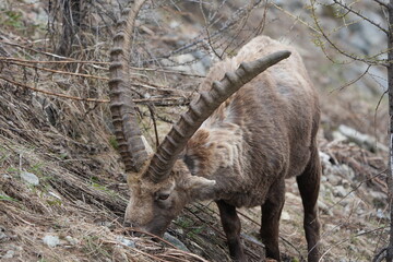 herd of steinbock capricorns grazing in Pontresina, Graubuenden, during summer. Ibex herd.