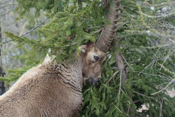 herd of steinbock capricorns grazing in Pontresina, Graubuenden, during summer. Ibex herd.