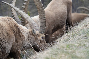 herd of steinbock capricorns grazing in Pontresina, Graubuenden, during summer. Ibex herd.