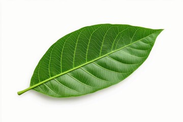 green cocoa leaf: Cocoa Plant Leaf isolated on white background, Vibrant Green Foliage