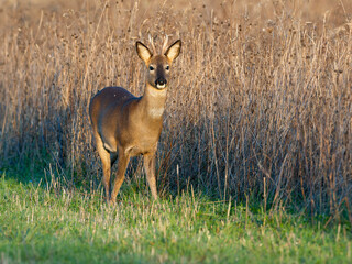 Roe deer, Capreolus capreolus