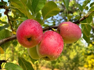 Juicy apples on tree in fruit orchard.