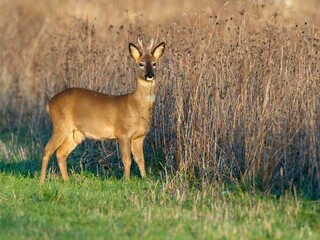 Roe deer, Capreolus capreolus
