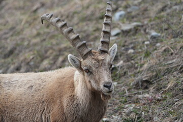 herd of steinbock capricorns grazing in Pontresina, Graubuenden, during summer. Ibex herd.