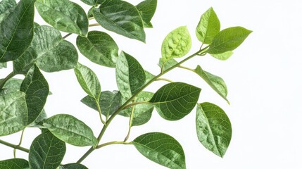 Naklejka premium Vibrant Green Plant with White Spots