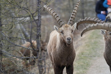herd of steinbock capricorns grazing in Pontresina, Graubuenden, during summer. Ibex herd.