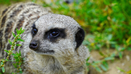 Extreme close-up and headshot of a cute little meerkat in a zoo enclosure at Folly Farm in Pembrokeshire Wales, One of a series of animal image is signed off for creative and commercial use