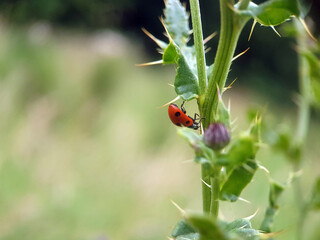 Ladybird on flower leaf garden