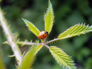 Ladybird on flower leaf garden