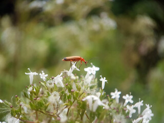 soldier beetle on leaf garden