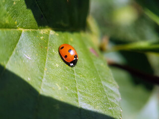 Ladybird on flower leaf garden