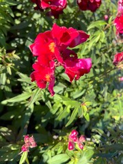 red and white flower