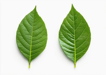 Obraz premium Green Cocoa Leaves on a White Background. Fresh Cocoa Tree Leaves