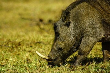 warthog in the wild
