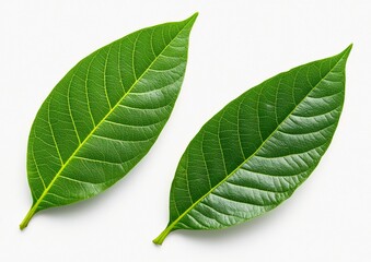 Obraz premium Green Cocoa Leaves on a White Background. Fresh Cocoa Tree Leaves