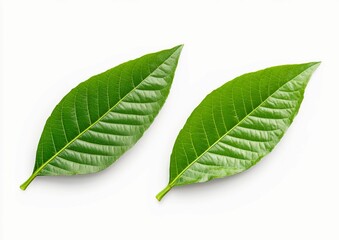 Obraz premium Green Cocoa Leaves on a White Background. Fresh Cocoa Tree Leaves