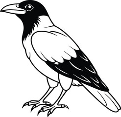 crow on a white background, crow vector art design