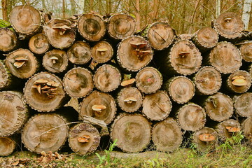 Grzyby na pniach. Grzyby nadrzewne. © grzegorz