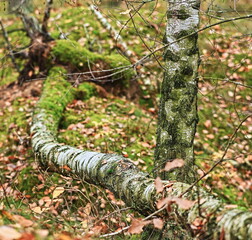 Stare brzozy. © grzegorz