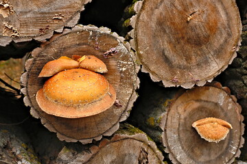 Grzyby na pniach. Grzyby nadrzewne. © grzegorz