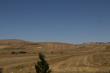 yellow grass in the countryside, steppe view