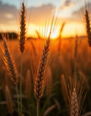 Golden wheat field at sunset. Wheat stalks sway gently in breeze. Warm sunlight. Summer harvest. Rural landscape. Cereal crop growth. Eco nature scene. Calm summer background