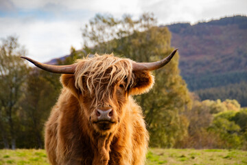 Schottische Highland Cow