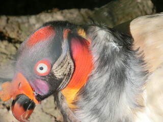 close up of a red billed toucan