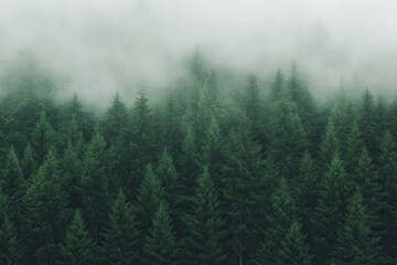 Lush green forest covered in thick mist creating a mysterious and tranquil atmosphere