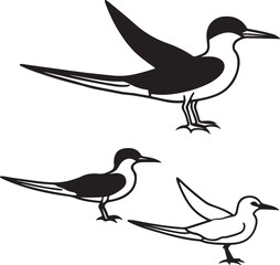 collection of birds vector