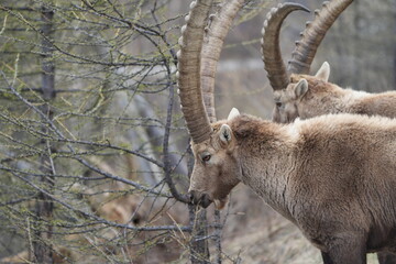 close up of a male steinbock in pontresina, graubuenden, ibex portrait close up - herd of ibexes in grisons, capricorn capra