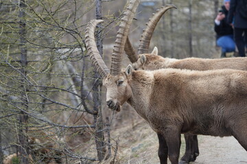 close up of a male steinbock in pontresina, graubuenden, ibex portrait close up - herd of ibexes in grisons, capricorn capra