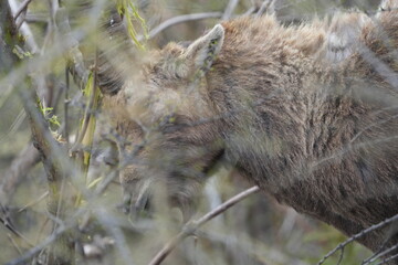 close up of a male steinbock in pontresina, graubuenden, ibex portrait close up - herd of ibexes in grisons, capricorn capra